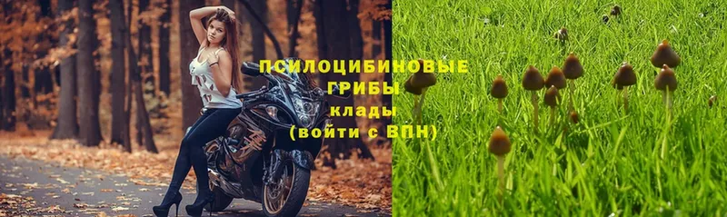 продажа наркотиков  Лукоянов  Псилоцибиновые грибы Psilocybine cubensis 